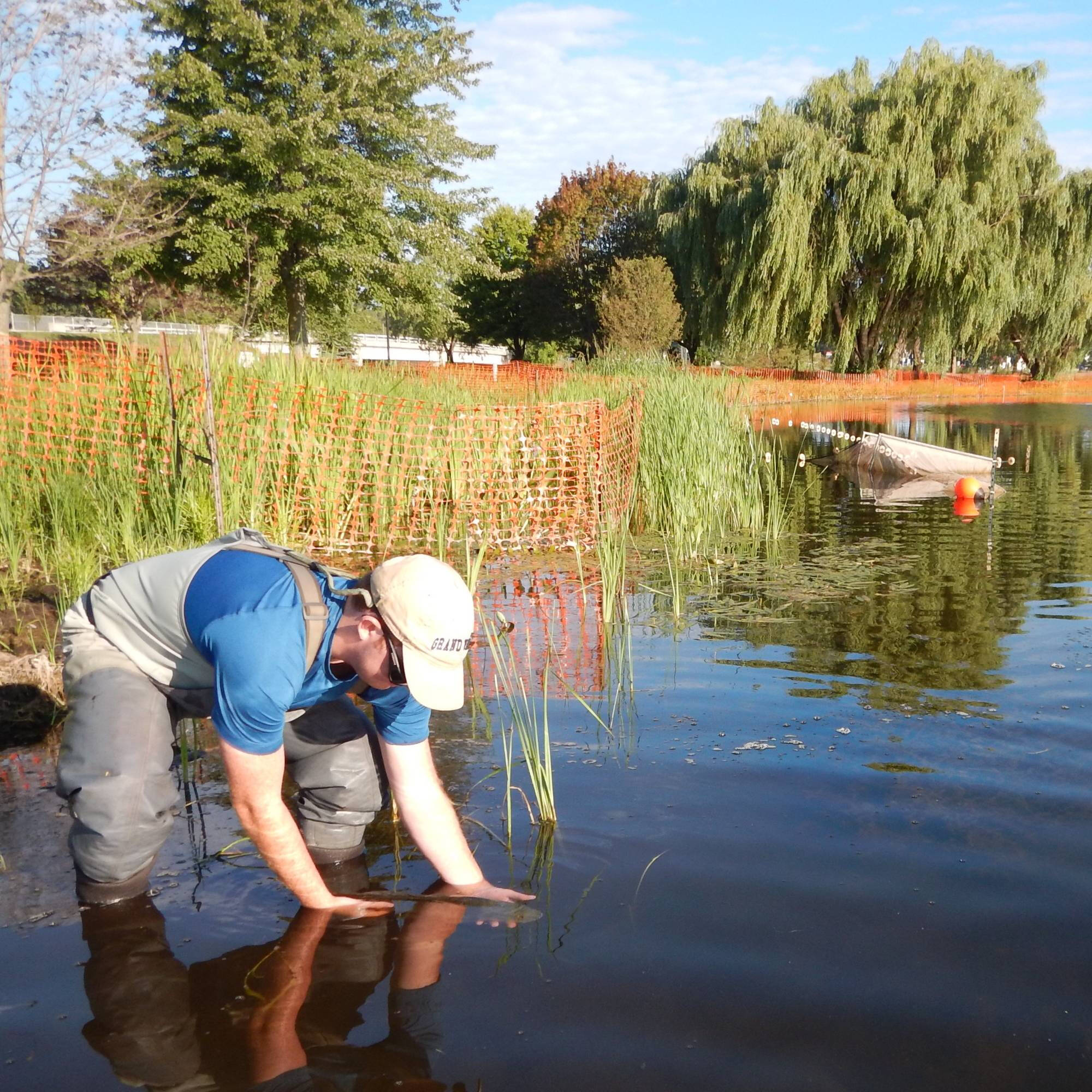 A technician releases a captured fish at Veterans Memorial Park.